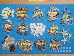 Kerang Hias utk Craft Prakarya Anak